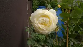 2013-08-27-3235.webp