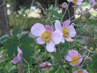 112.webp