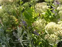 Sedum 28.8.2013.webp