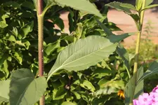 Blatt unbekannte Staude.webp