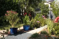 Flieder_Magnolienbeet 130827.webp