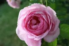Strauchrose Nina 27.08.13.webp