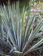 DSC04211 - 2013-08-27 - yucca filamentosa blütentrieb.webp