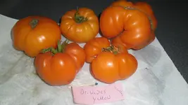 SAM_2412.webp