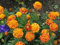 004.webp