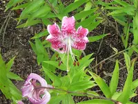 095.webp
