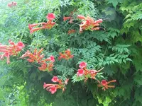 083.webp