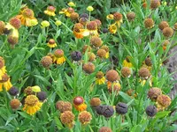 016.webp