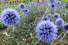2013_0826Sommer0010 kugeldistel.webp
