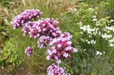 2013_0826Sommer0022 eisenkraut.webp