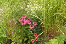 2013_0826Sommer0023.webp