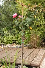 Nostalgie Staemmchen.webp