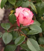 Nostalgie 130828_1.webp
