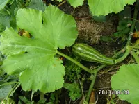 SAM_0274.webp