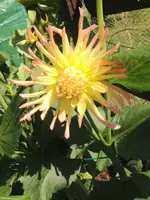 image.webp