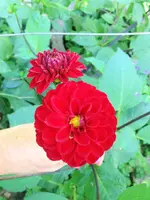 image.webp