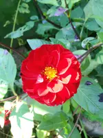 image.webp