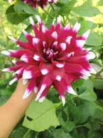 image.webp