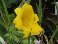 stella d oro_1024x768.webp