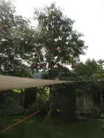 0_Baum_Schaukel_Pilz_2013_mr.ditschy.webp