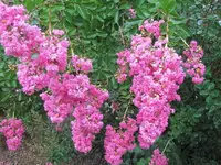 098.webp