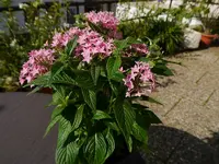 P1010044.webp