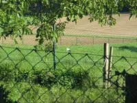 T_01_Weißstorch_28.08.2013.webp