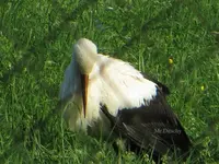 T_02_Weißstorch_28.08.2013.webp
