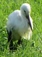 T_04_Weißstorch_28.08.2013.webp