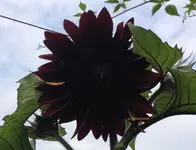 Sonnenblume.webp