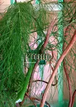 Raupe5.webp