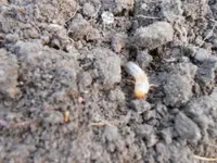 DSCN0359.webp