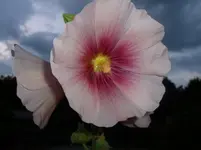 P1090008.webp