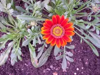 100_5587.webp