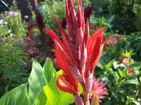 100_5603.webp