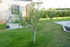 P1110954.webp