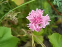 DSCN2493.webp