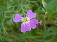DSCN2500.webp