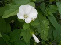 DSCN2485.webp