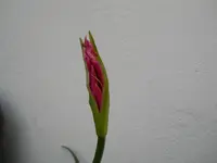 DSCN2519.webp