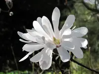 Magnolie v.webp