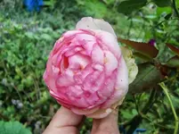 CIMG0501.webp