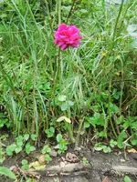 CIMG0506.webp