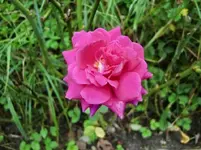 CIMG0507.webp