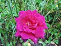 CIMG0509.webp