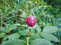 CIMG0510.webp