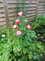 CIMG0552.webp
