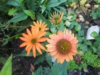 CIMG0572.webp