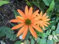 CIMG0573.webp