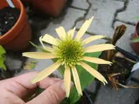 CIMG0476.webp